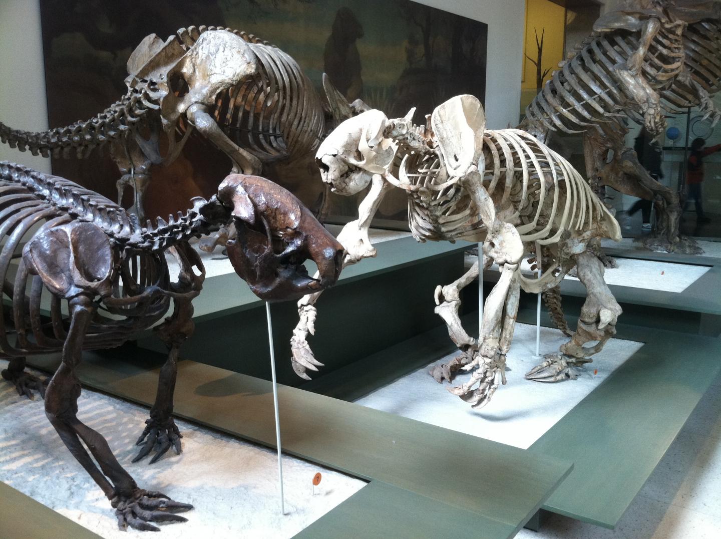 Photo of skeletons of Ground Sloths