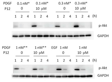 P12 increased p-Akt