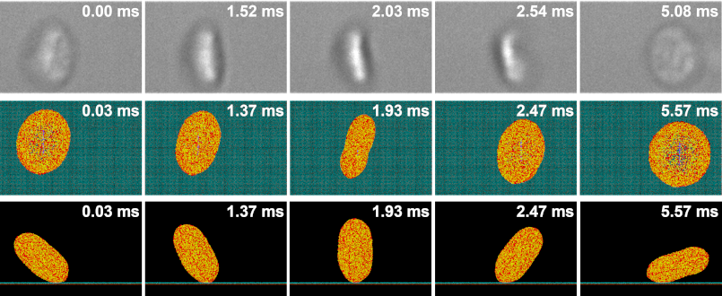 MSM Adhesion - in silico vs. in vitro