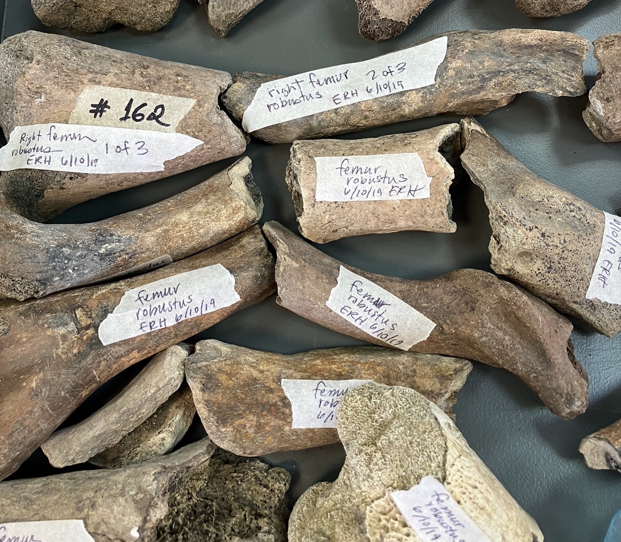 Subfossil collection