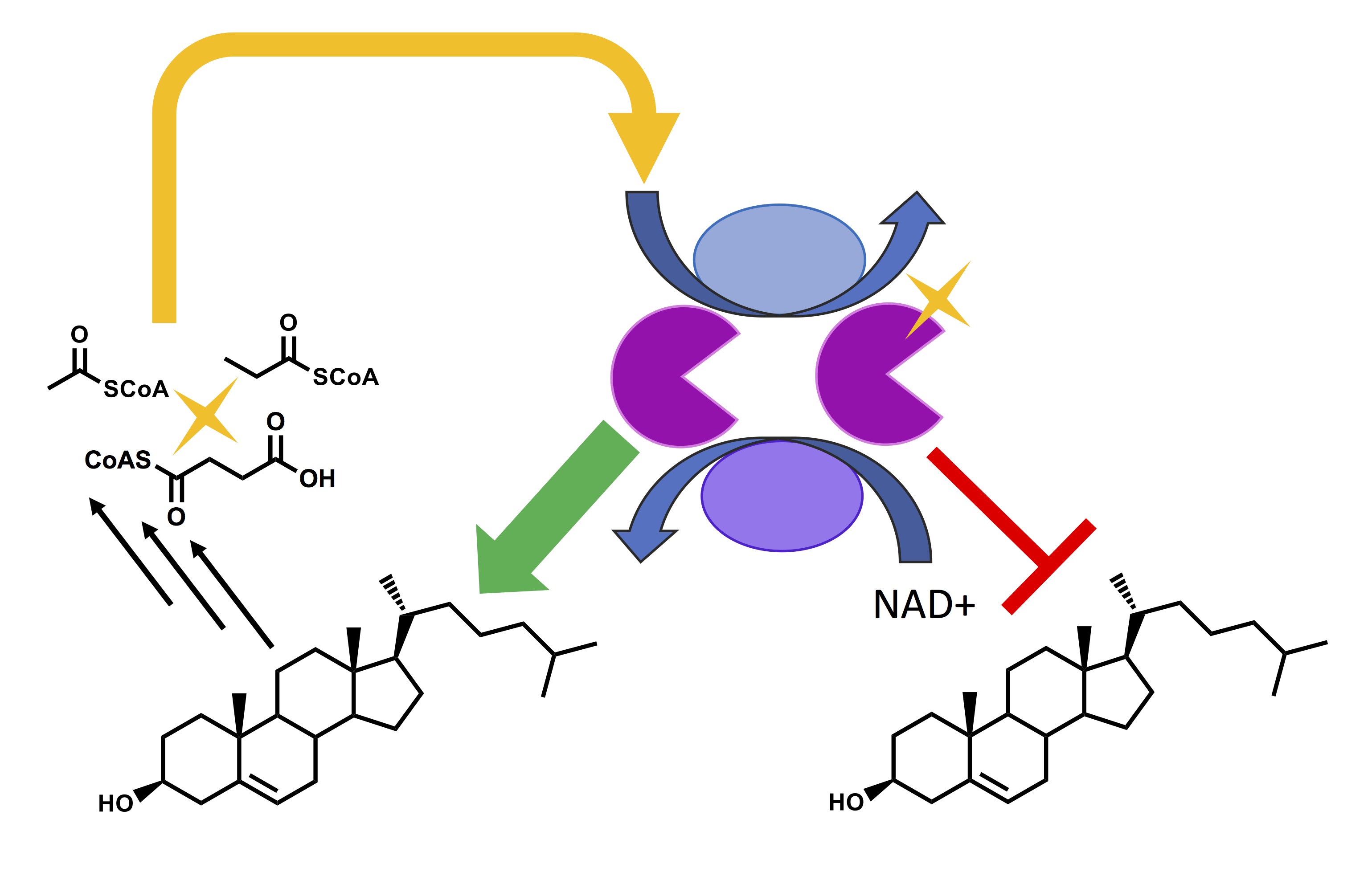 Succinylation