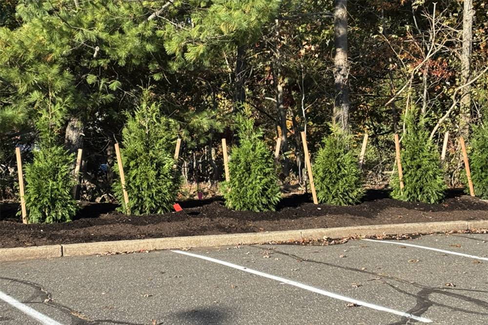 Newly planted arborvitae trees