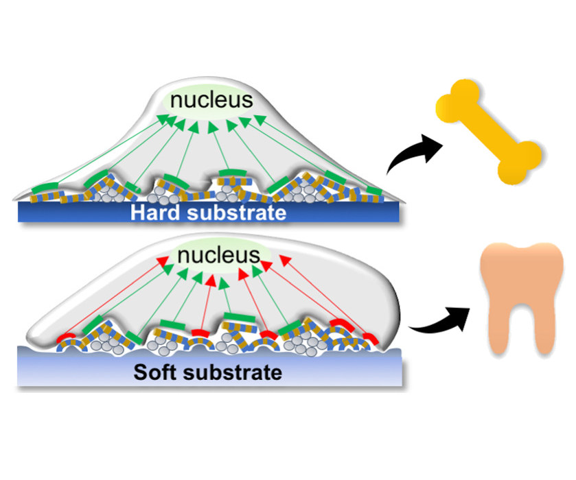 TiO2 nanoparticles synergize with substrate mechanics to improve dental pulp stem cells proliferation and differentiation