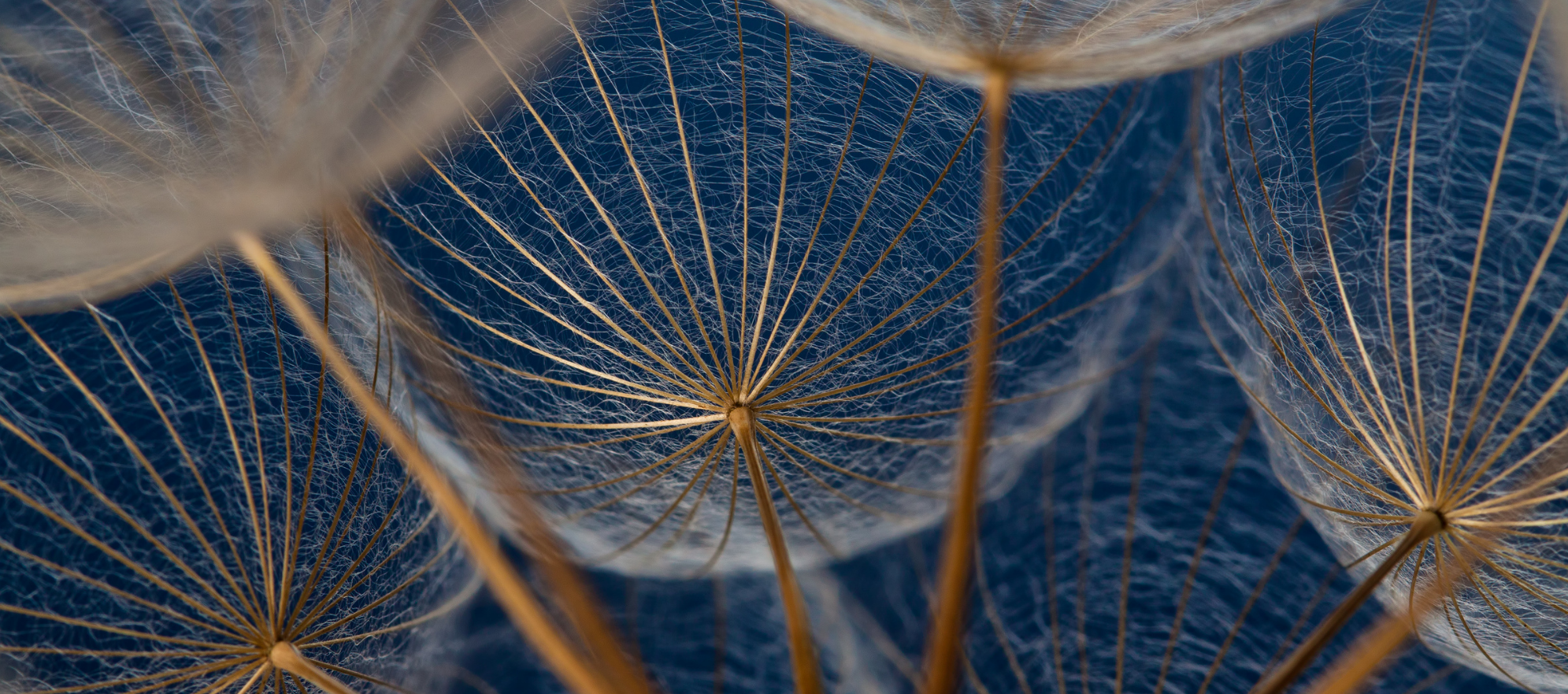 Spring 2025 calendar banner