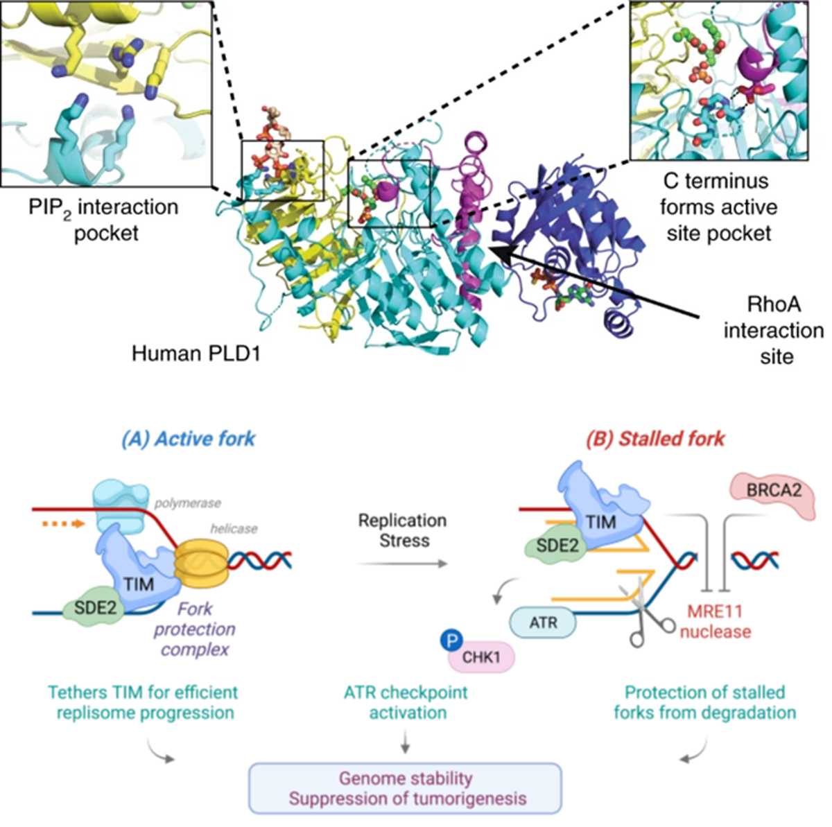 Member's Research Highlights